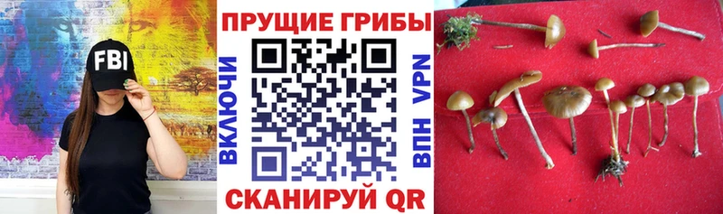 как найти наркотики  Кологрив  Псилоцибиновые грибы прущие грибы 